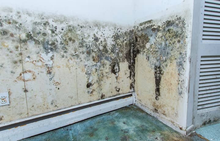 residential mold removal experts in Opelika